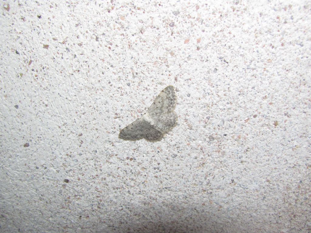 Geometridae da ID - Scopula (Calothysanis) marginepunctata